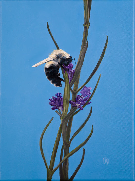 Mutualism No.3 - Bumble on Lavender, 2024